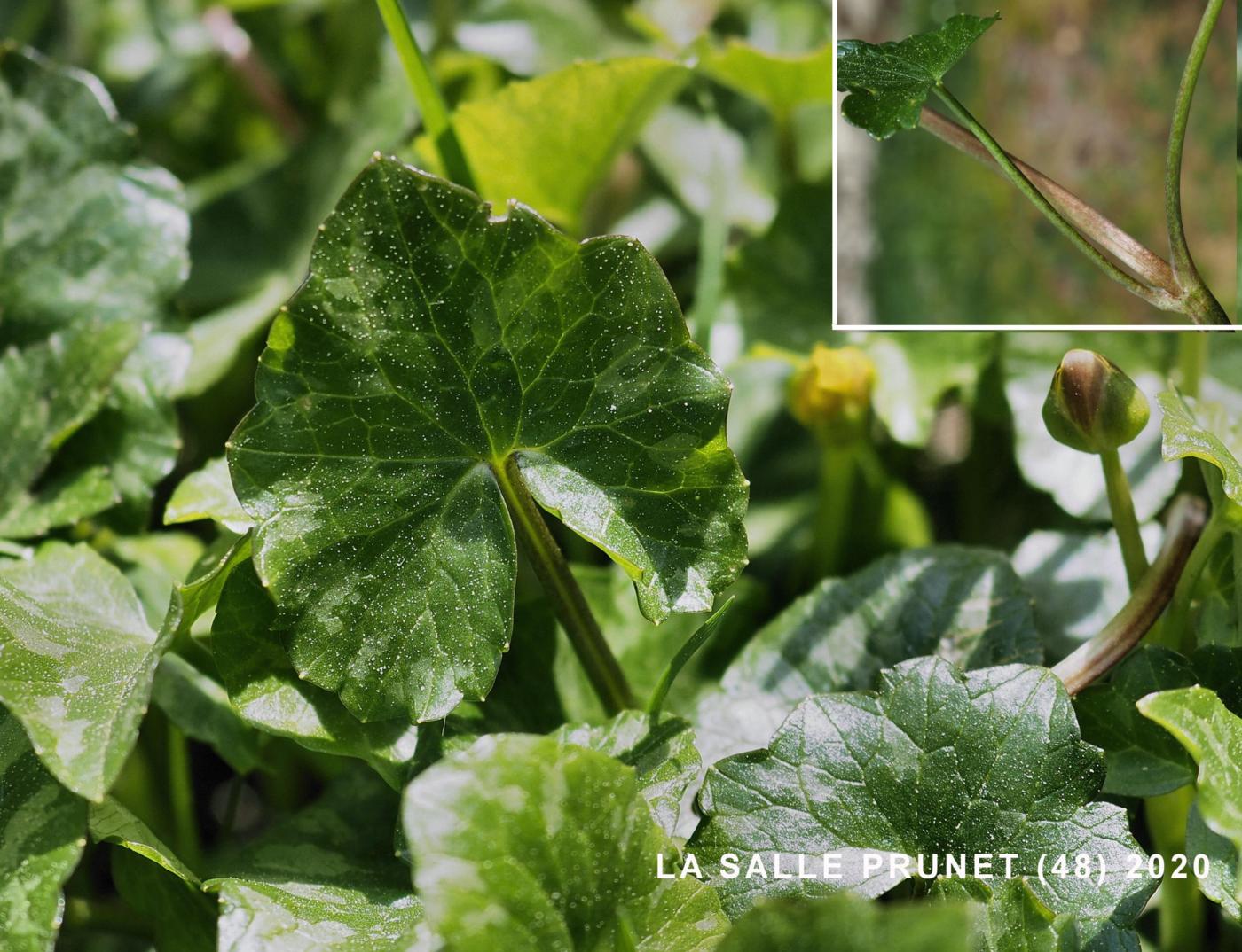 Celandine, Lesser leaf